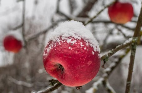 Яблоки гниют прямо на дереве: причина и что делать